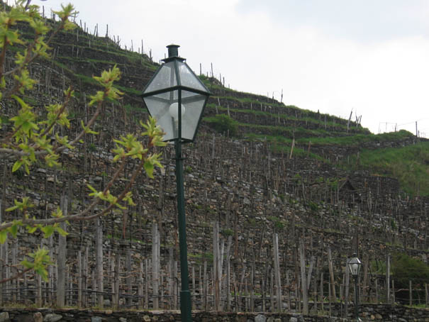 WeinfreundeWachau2005