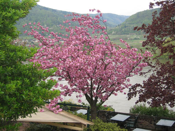 WeinfreundeWachau2005